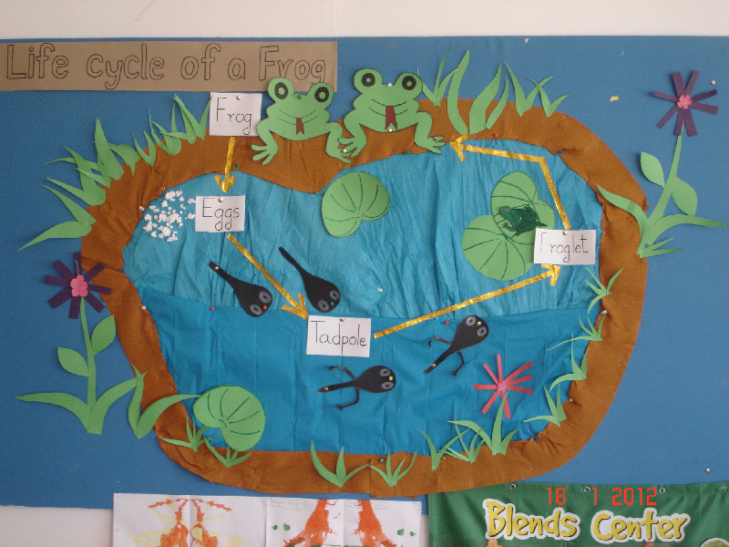 Life Cycle Of A Frog Classroom Display Photo Photo Gallery Sexiz Pix