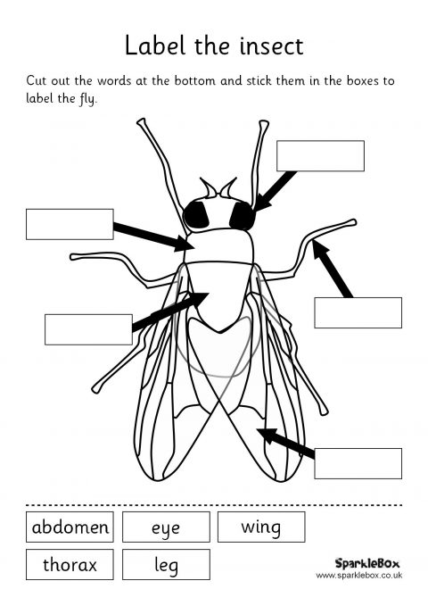 Label Insect Body Parts