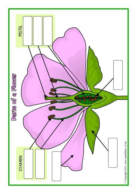 Parts Of A Plant And Flower Posters Worksheets SB1317 SparkleBox