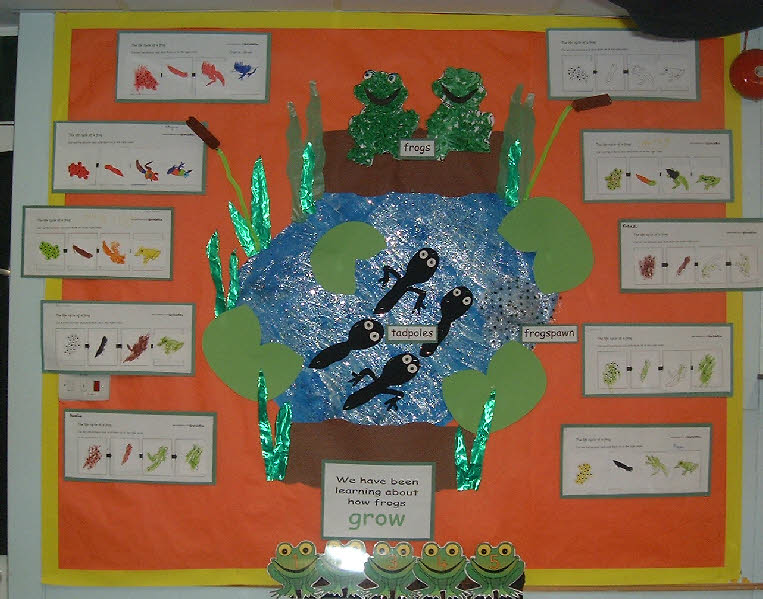 Life cycle of a frog classroom display photo - Photo gallery - SparkleBox