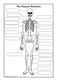 Human skeleton labelling sheets (SB7889) - SparkleBox