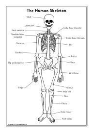 Human skeleton labelling sheets (SB7889) - SparkleBox