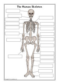 Human skeleton labelling sheets (SB7889) - SparkleBox