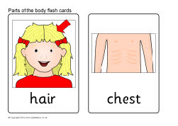 Parts of the body flash cards (SB8255) - SparkleBox