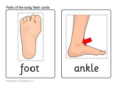 Parts of the body flash cards (SB8255) - SparkleBox