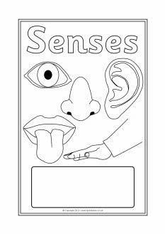 Senses editable topic book covers (SB8683) - SparkleBox