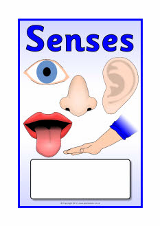 Senses editable topic book covers (SB8683) - SparkleBox