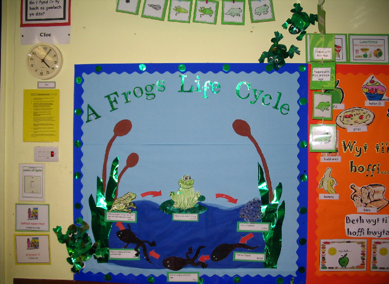 Frog life cycle classroom display photo - Photo gallery - SparkleBox