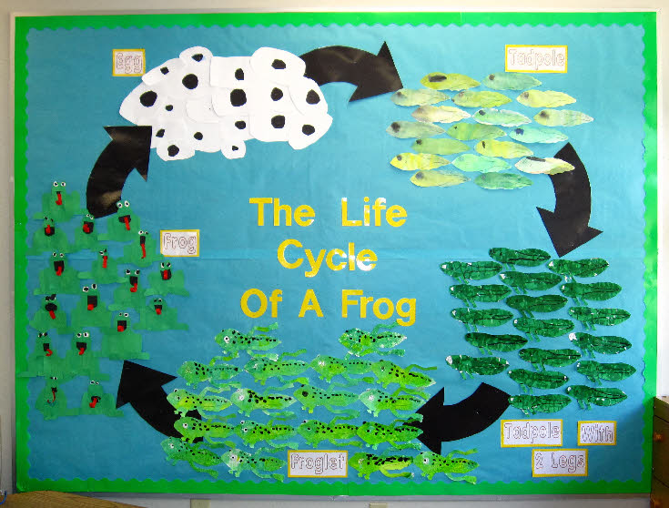 Life cycle of a frog classroom display photo - Photo gallery - SparkleBox