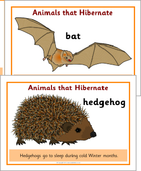 migrate and hibernate animals