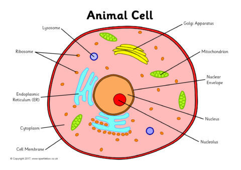 Label The Animal Cell Worksheets Sb11866 Sparklebox