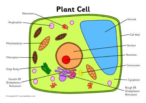 Label The Plant Cell Worksheets Sb11867 Sparklebox