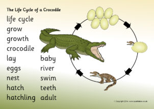 life cycle of a lizard for kids
