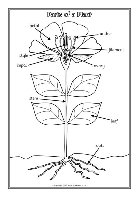 Parts of a Plant Labelling Worksheets