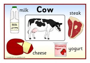 food from animals worksheet