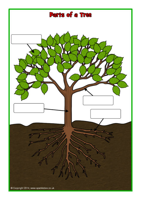 Parts Of A Tree Worksheet