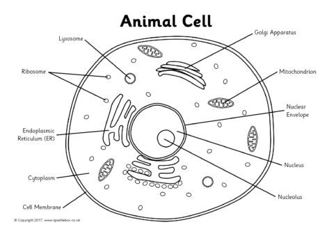 30 Label Of Animal Cell