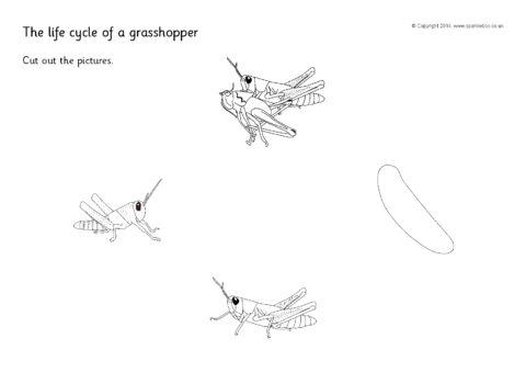 grasshopper life cycle worksheet