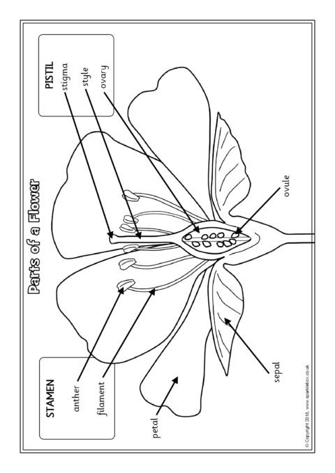 Parts Of A Flower Worksheet Parts Of A Flower English Esl Worksheets For Distance Learning And